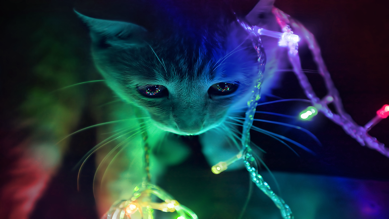 Cute 3d Kitten HD Wallpaper Stylish