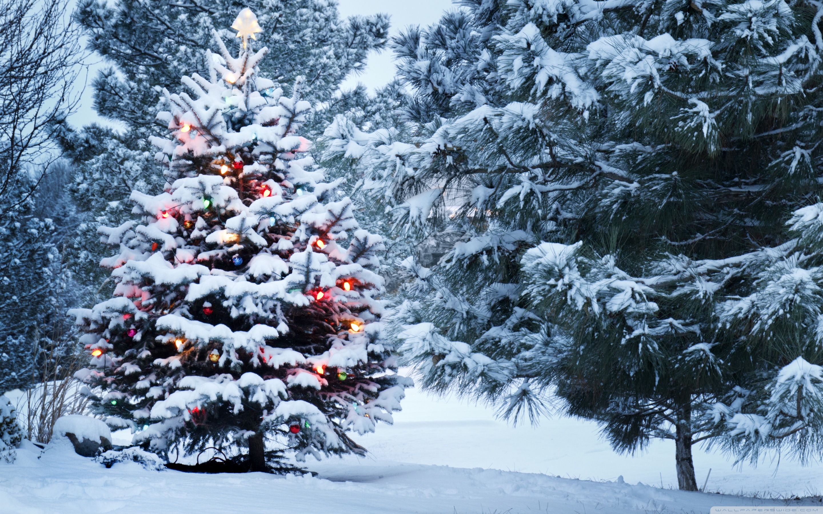 Beautiful Outdoor Christmas Tree UHD Desktop Wallpaper for 4K