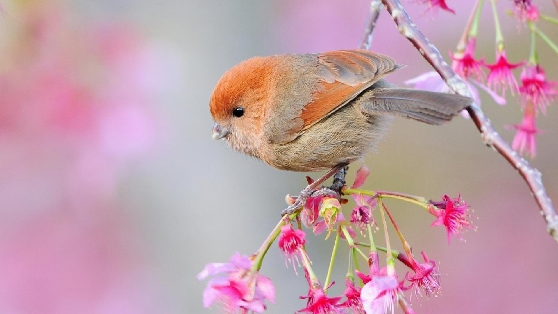 Beautiful Flowers And Birds Wallpaper Beautiful Flowers And Birds Wallpaper