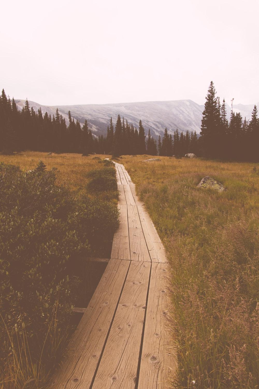 Wooden pathway between grassfield photo Free Ward Image on