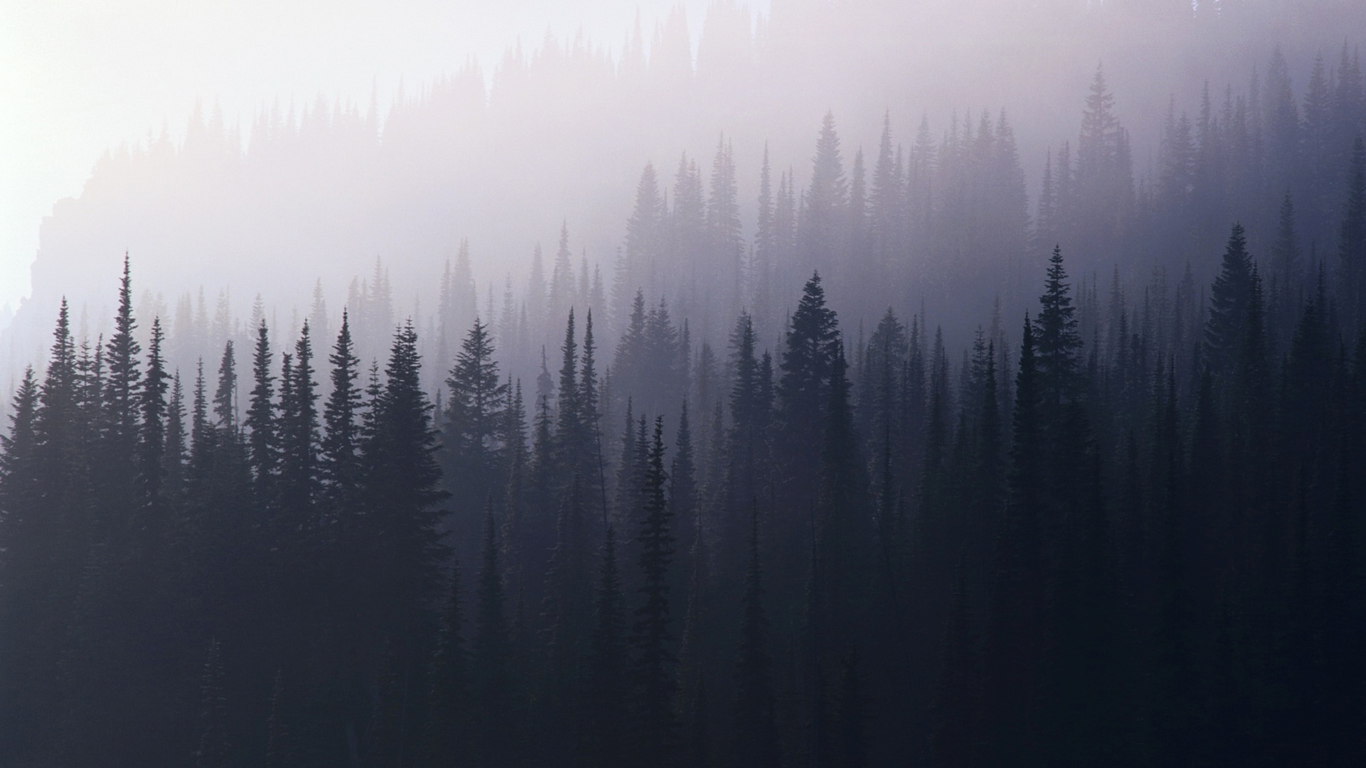 Foggy Forest Wallpaper HD Flip