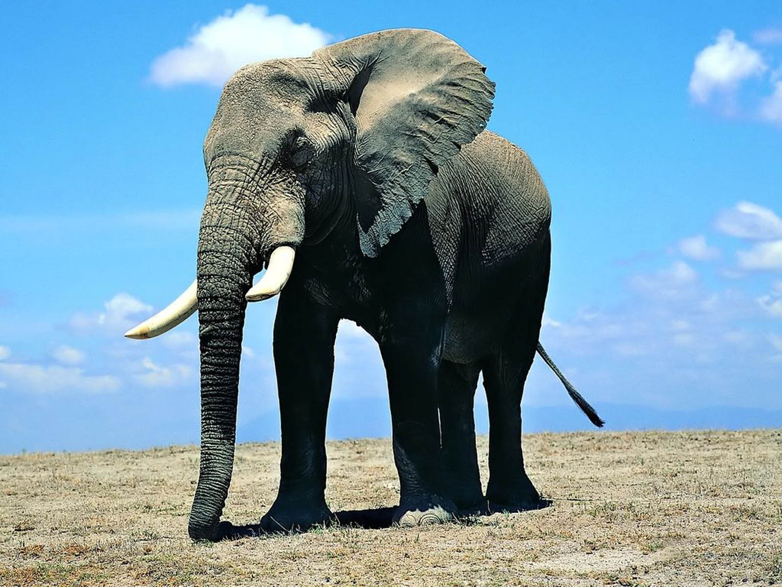 Wallpaper Elephant