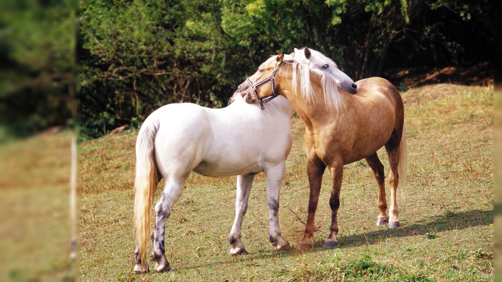 Labels Horses Desktop Wallpaper Picture