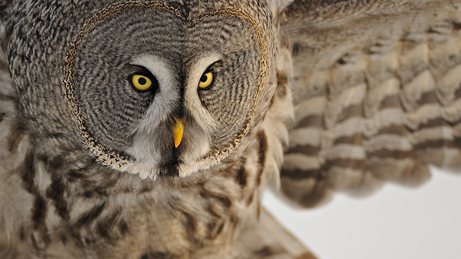 Owl White HD Wallpaper Jootix
