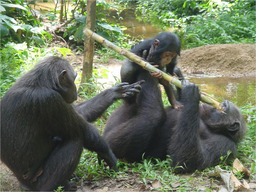 Chimpanzee Best Wallpaper Animal Pla HD