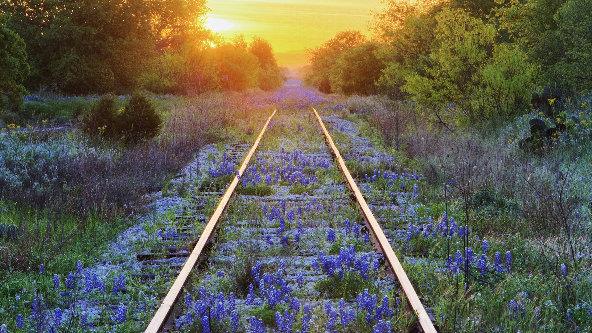 Texas Railroad Tracks Covered In Bluebon Flowers Wallpaper