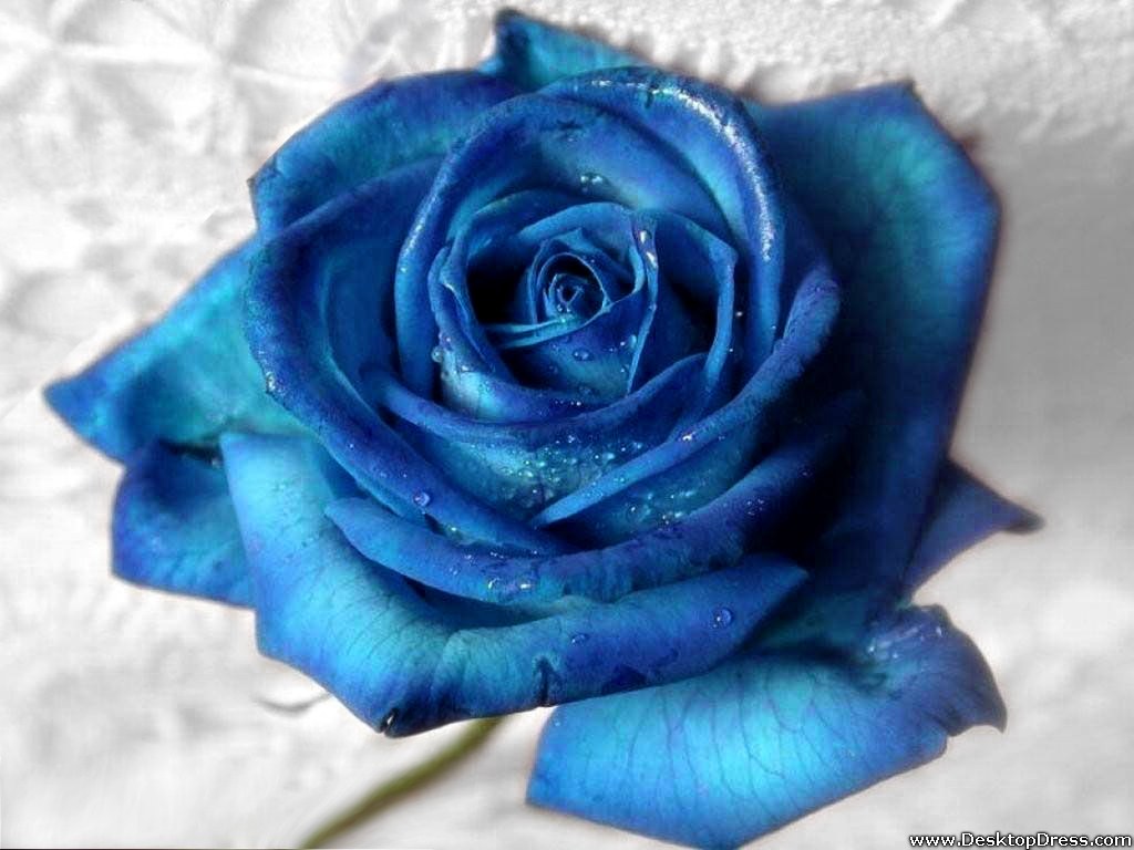 Desktop Wallpaper Flowers Background Best Rose Aqua Blue