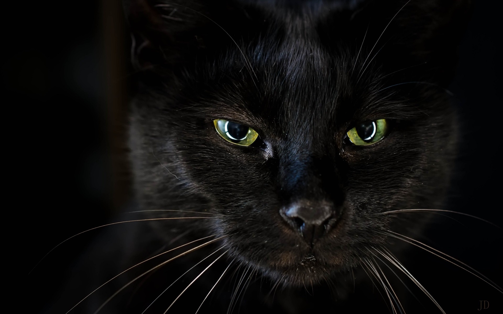 Wallpaper Black Cat Face Green Eyes HD Picture Image