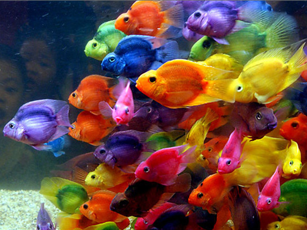 Amazing Worlds Tour And Colorful Fish HD Wallpaper