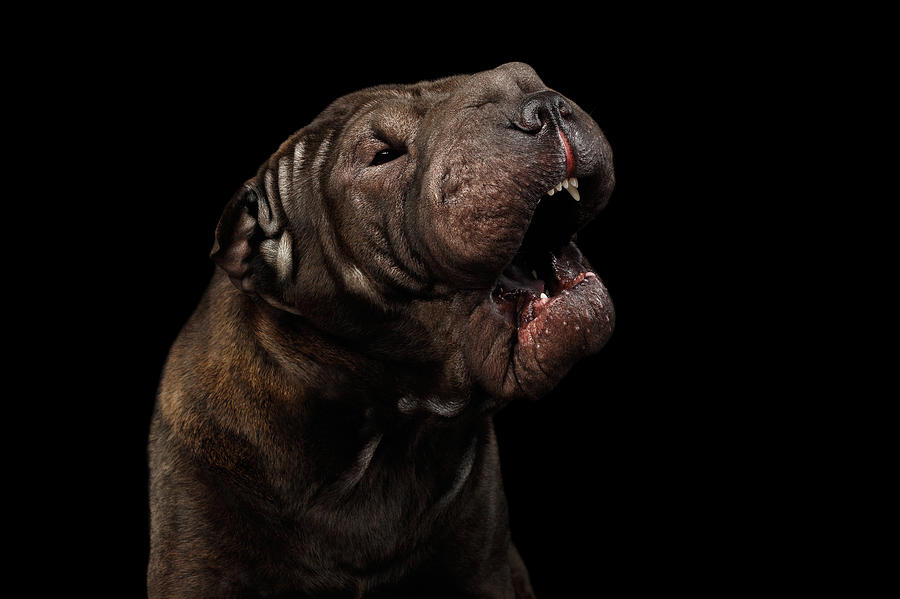 Free download Sharpei Dog Isolated on Black Background Photograph by ...