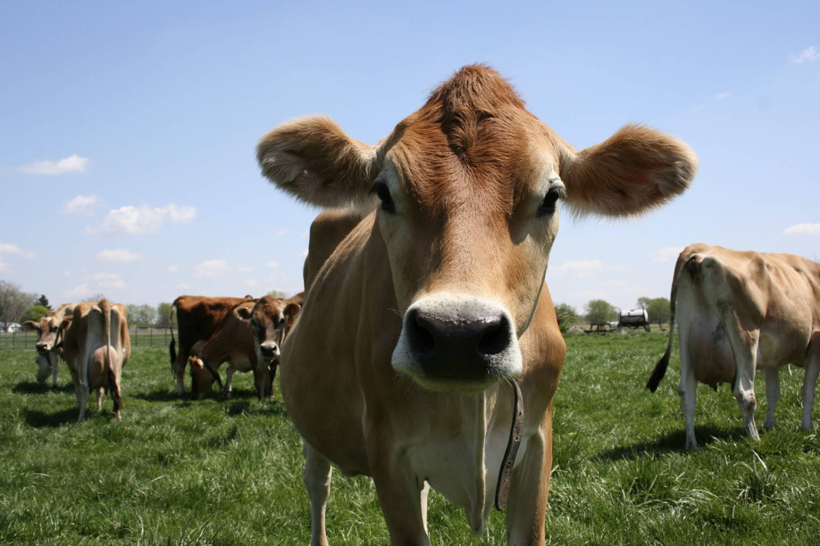 Farm Animal Wallpaper