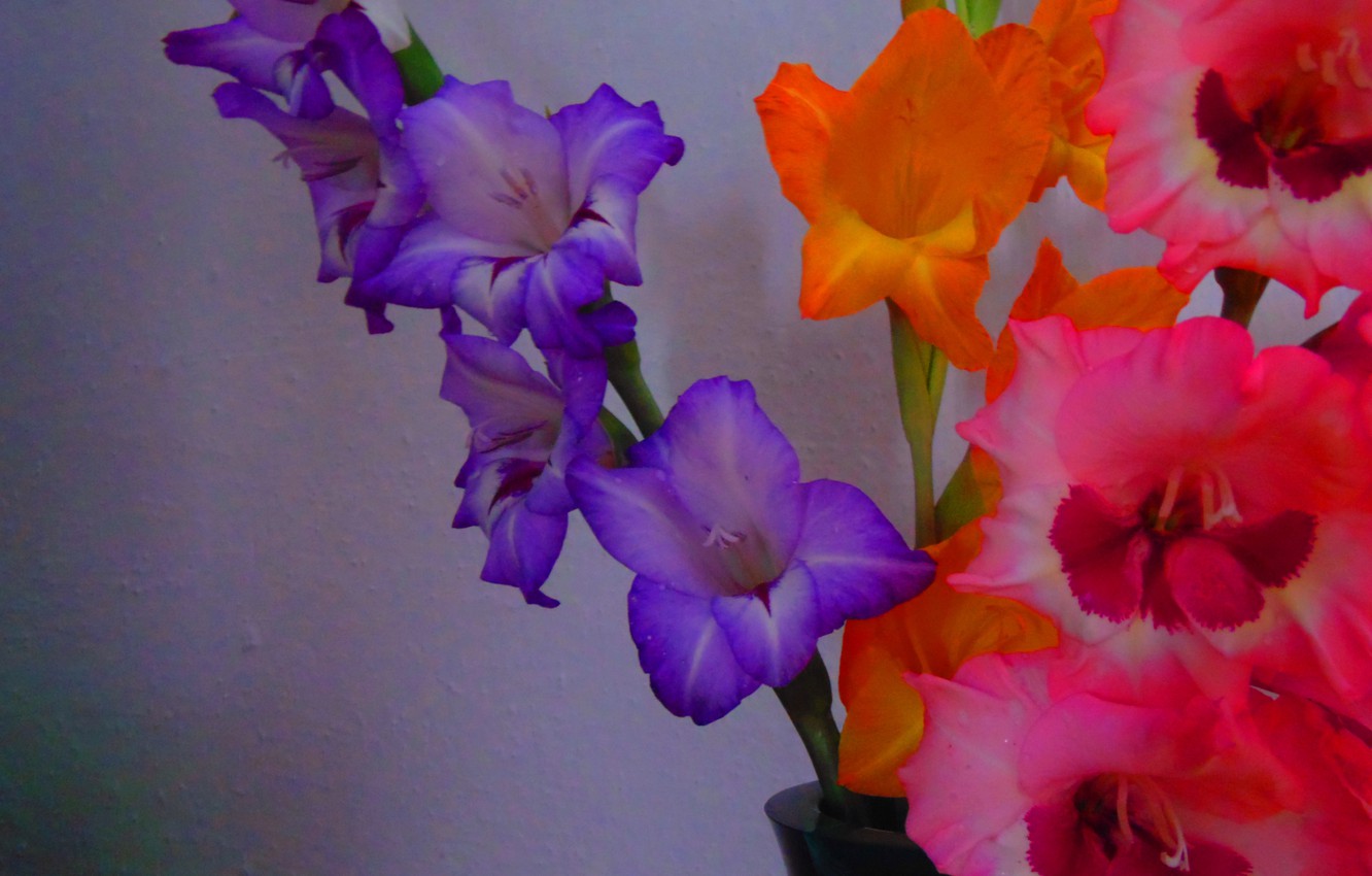 Wallpaper White Flowers Orange Photo Background Lilac Pink