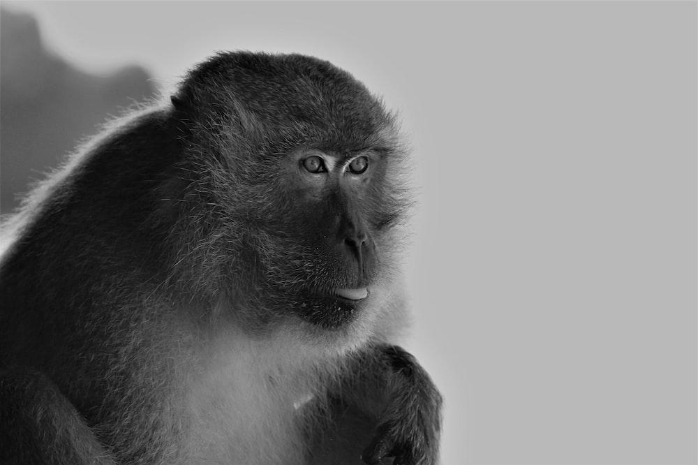 grayscale photo of monkey in close up photography photo Free