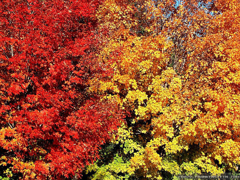 Beautiful Fall Colors Wallpaper
