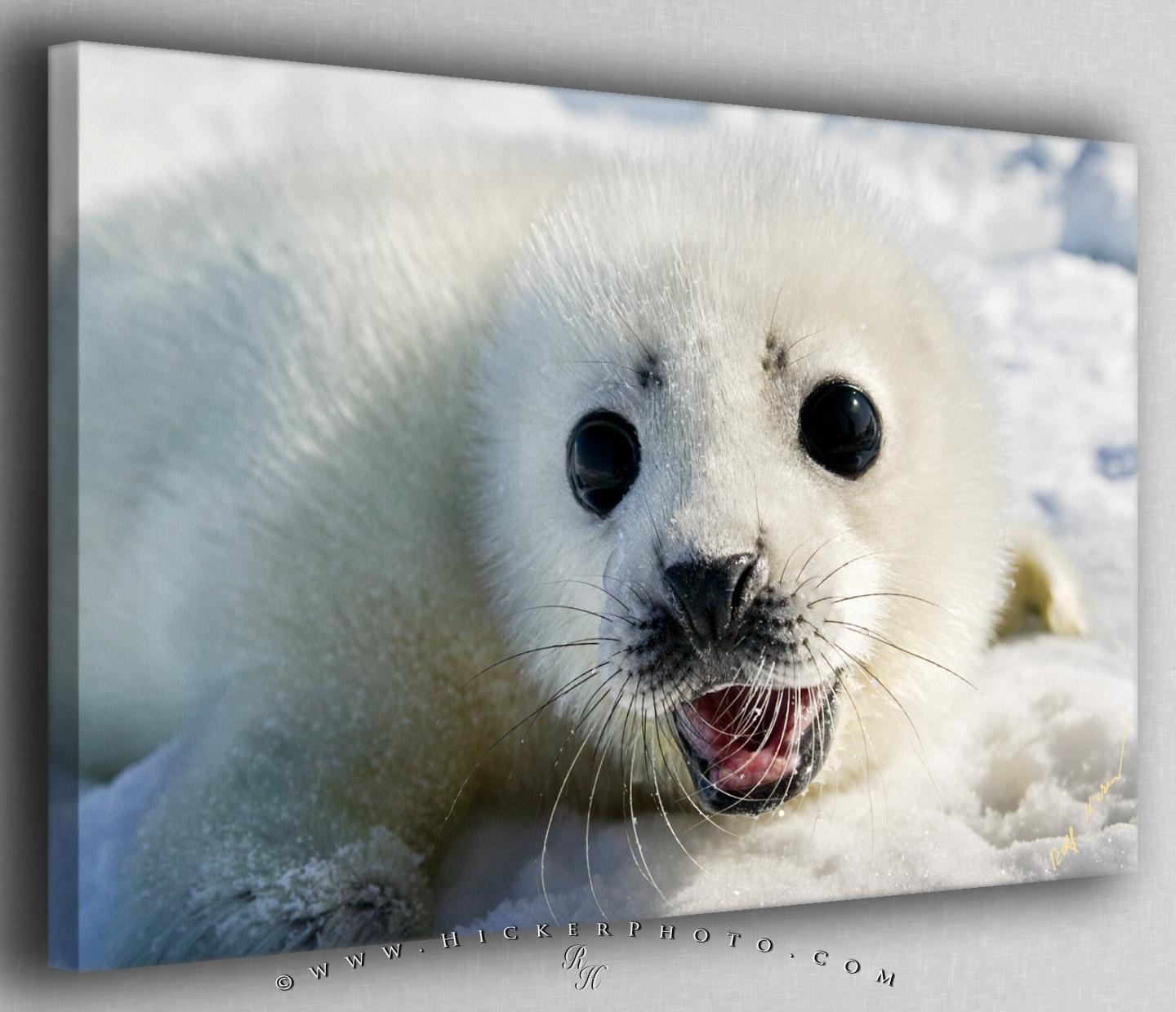 Wallpaper Background Cute Baby Seal S Fine Art Photo