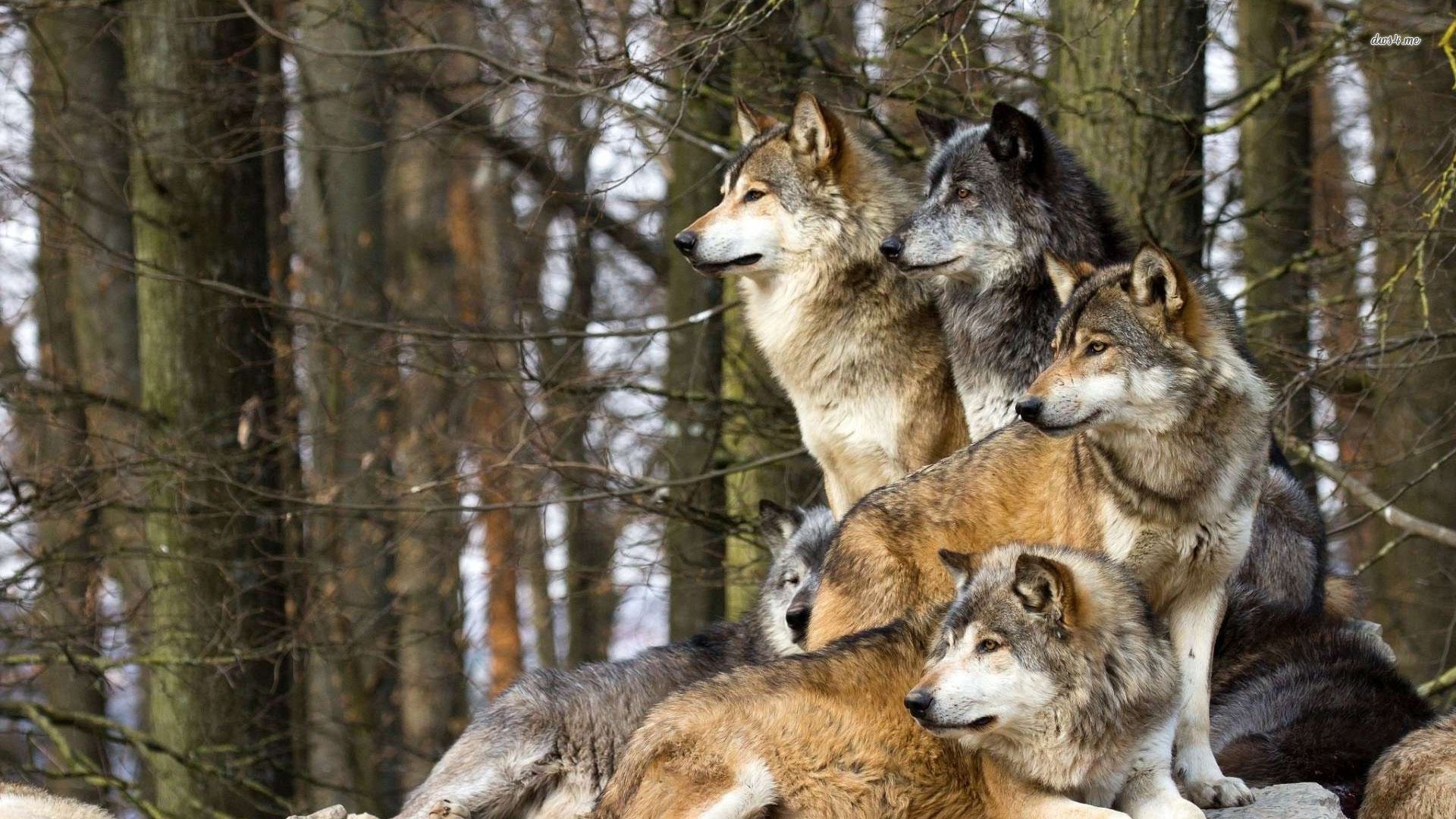 Wolf Pack Wallpaper MixHD