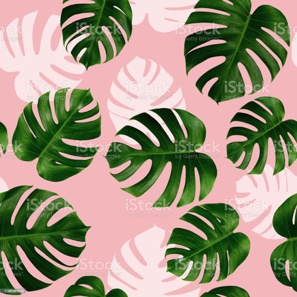Tropical Leaves Monsteragreen Leaf With White Shadow On Pink