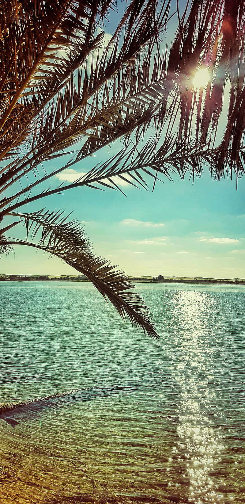 California Summer Wallpaper