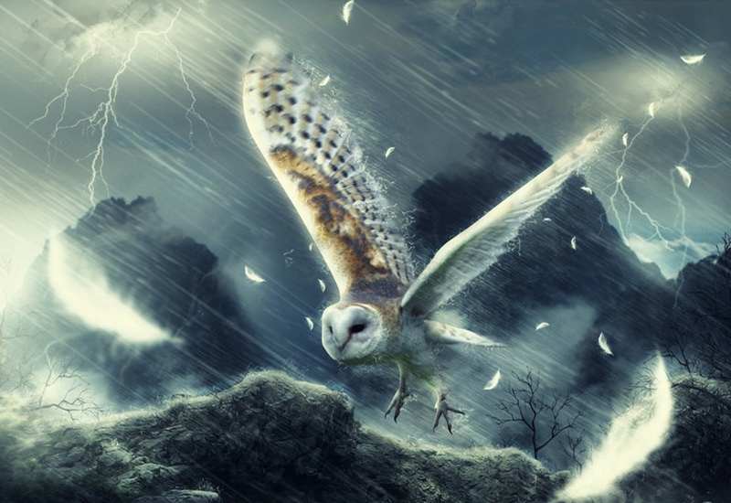 Barn Owl Flash Animals Birds HD Desktop Wallpaper