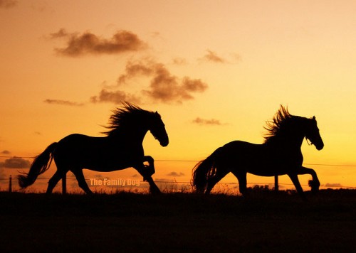 Excellent Horse Photography Top Design Magazine Web