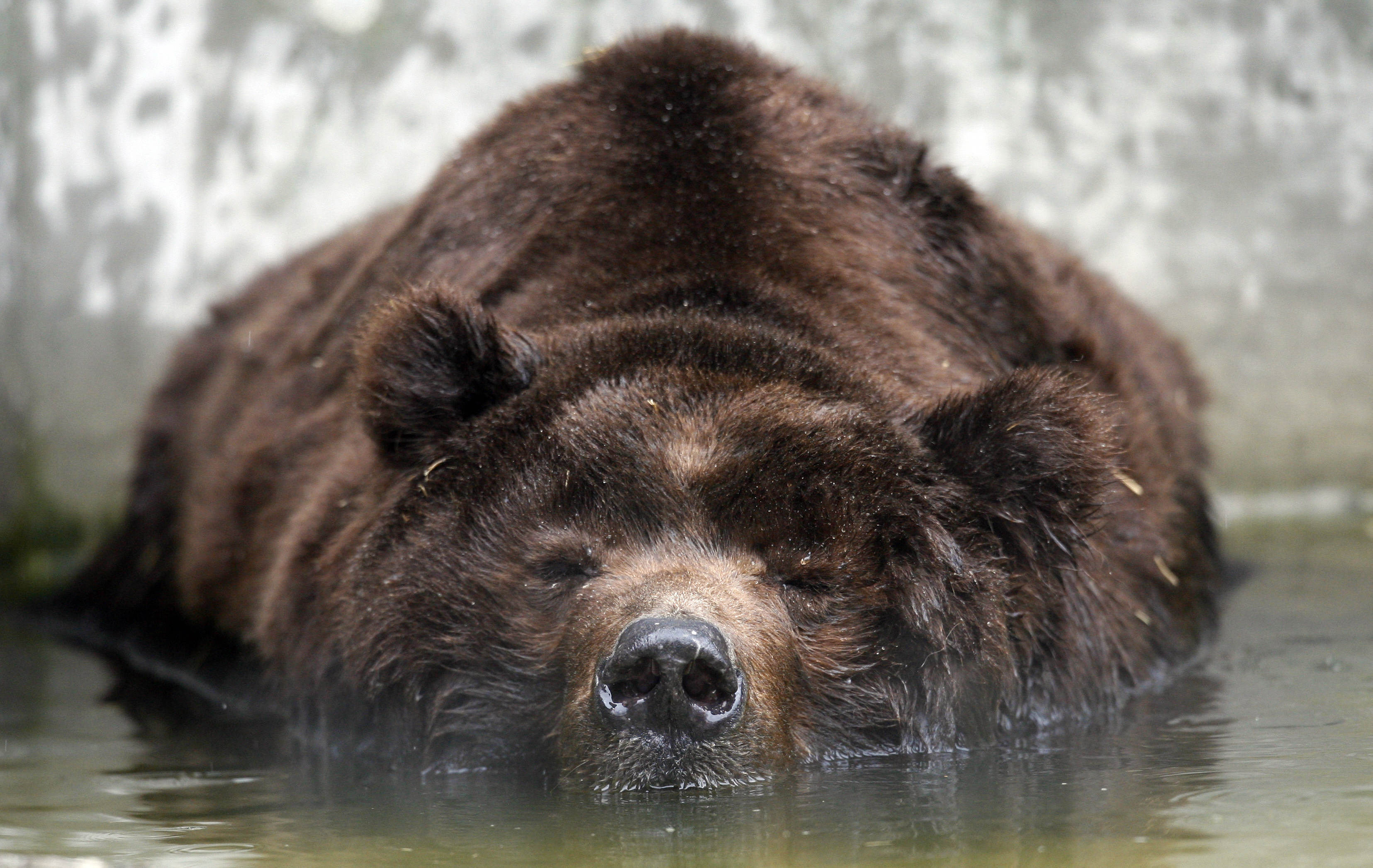 Sleeping Kodiak Bear Wallpaper