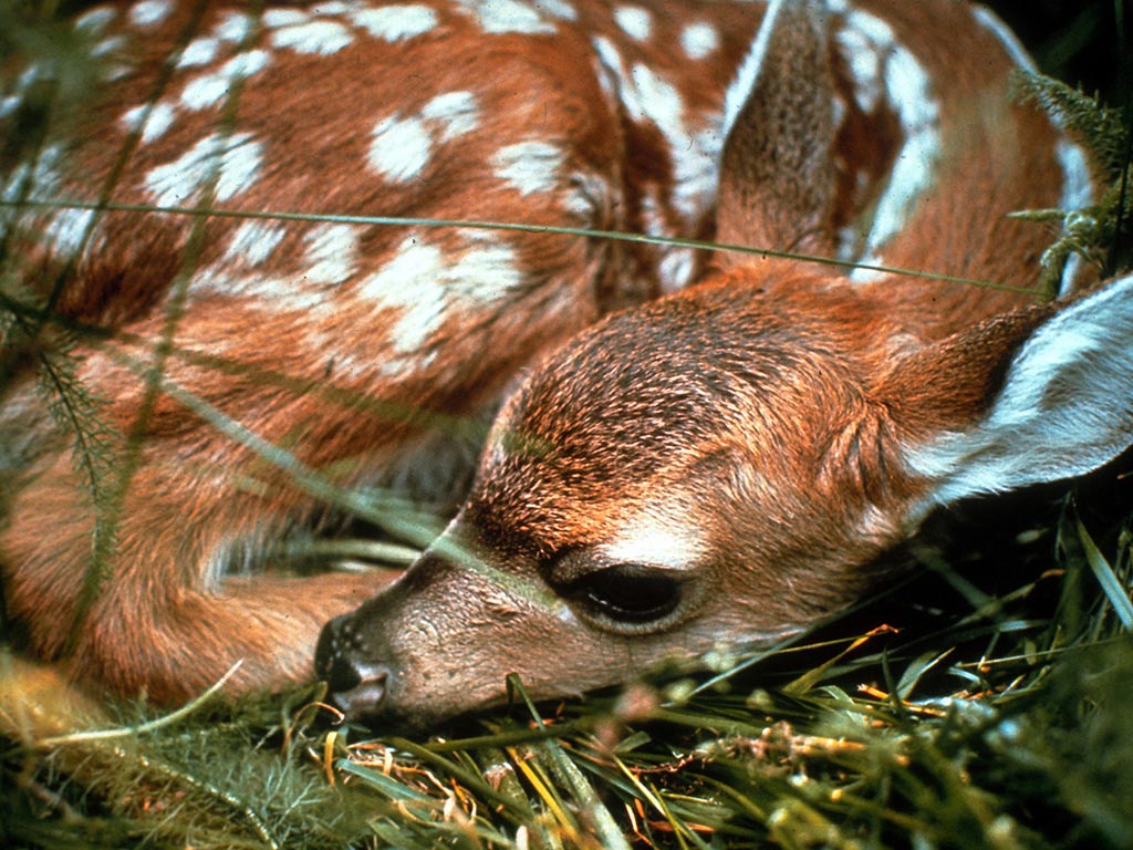 Resting Fawn Wallpaper And Background X Deskpicture