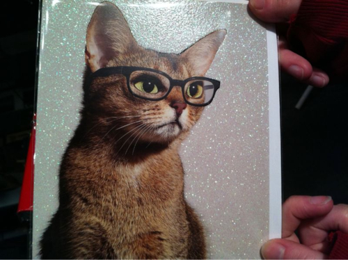 Cats Image Wearing Glasses Wallpaper Photos