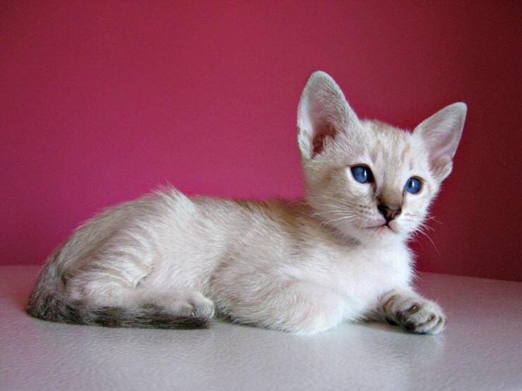 Siamese Kitten Red Background Photo And Wallpaper Beautiful
