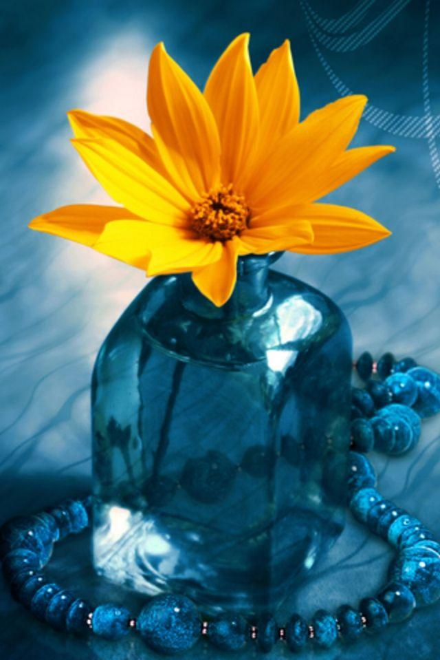Yellow Orange Flower And Blue Vase iPhone Wallpaper Background