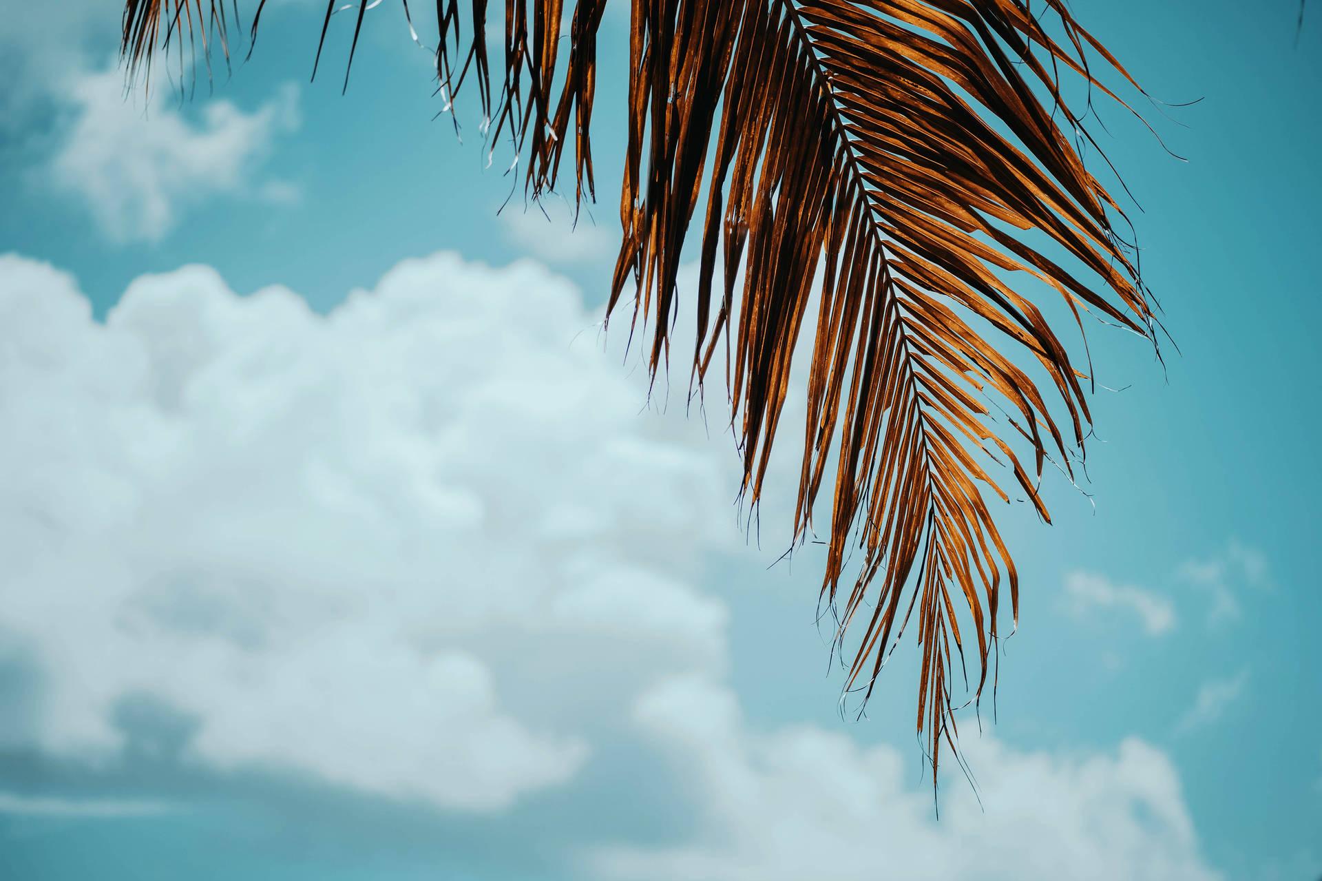 Summer 4k Sky With Palm Tree Wallpaper
