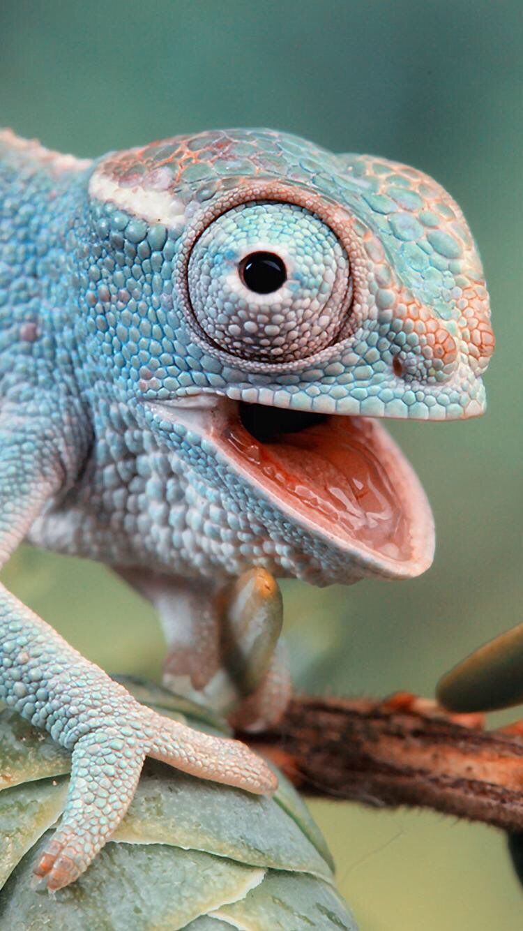 iPhone And Android Wallpaper Chameleon For