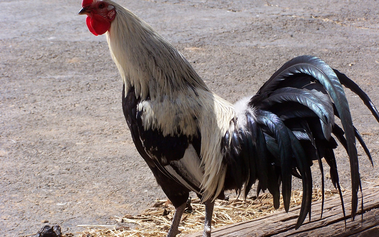 The Valiant Large Rooster Wallpaper Animal
