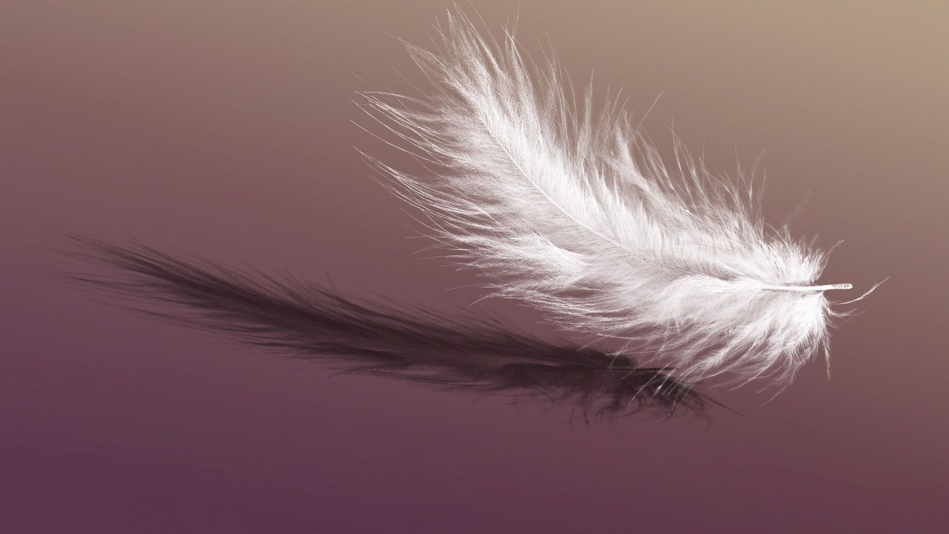 Single White Feather Wallpaper Collection
