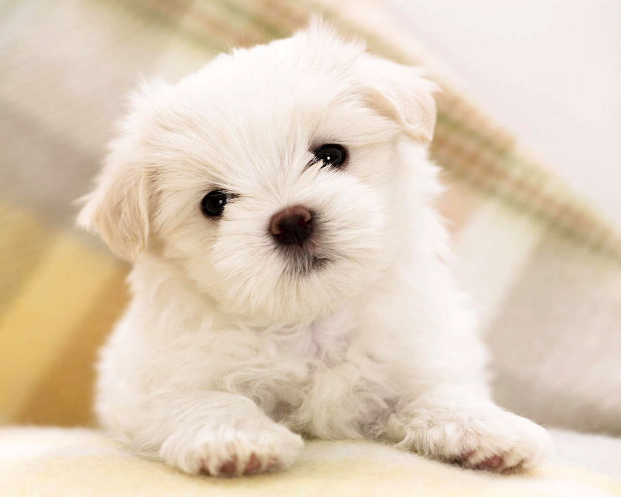 Poodle Puppy Wallpaper On