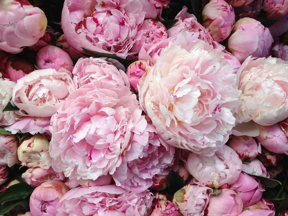 Peonies Wallpaper My Official Guide To Husband