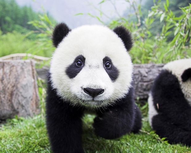Baby Pandas Babies Cuteness Adorable Animals Pet Things