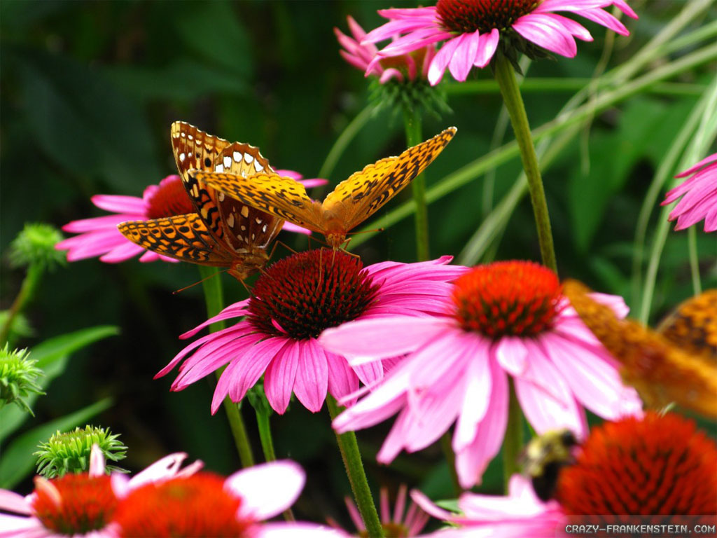 Pink Flowers And Butterflies Wallpapers 1024x768 pixel Popular HD