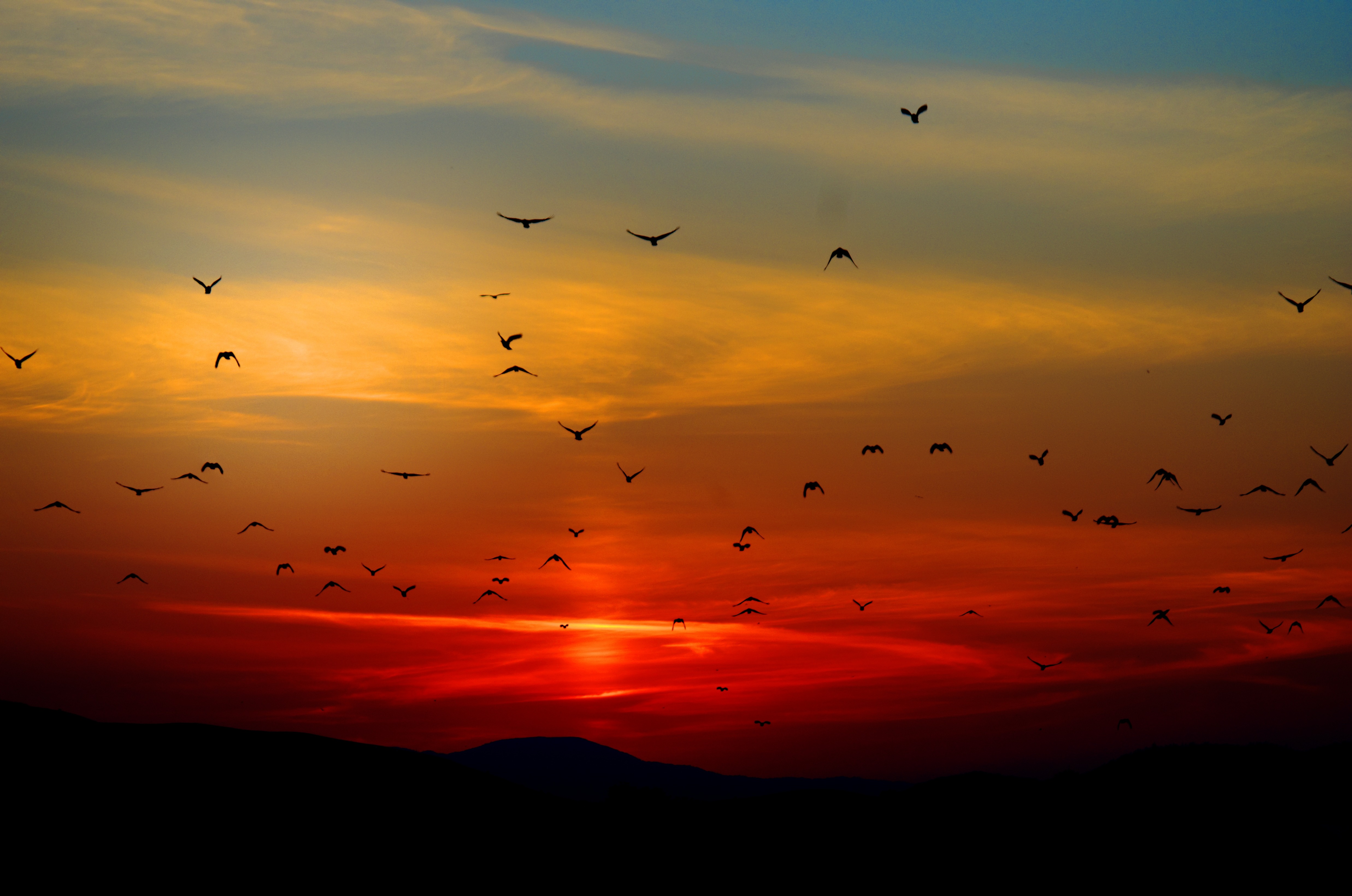 Birds Flying Wallpaper Sunset