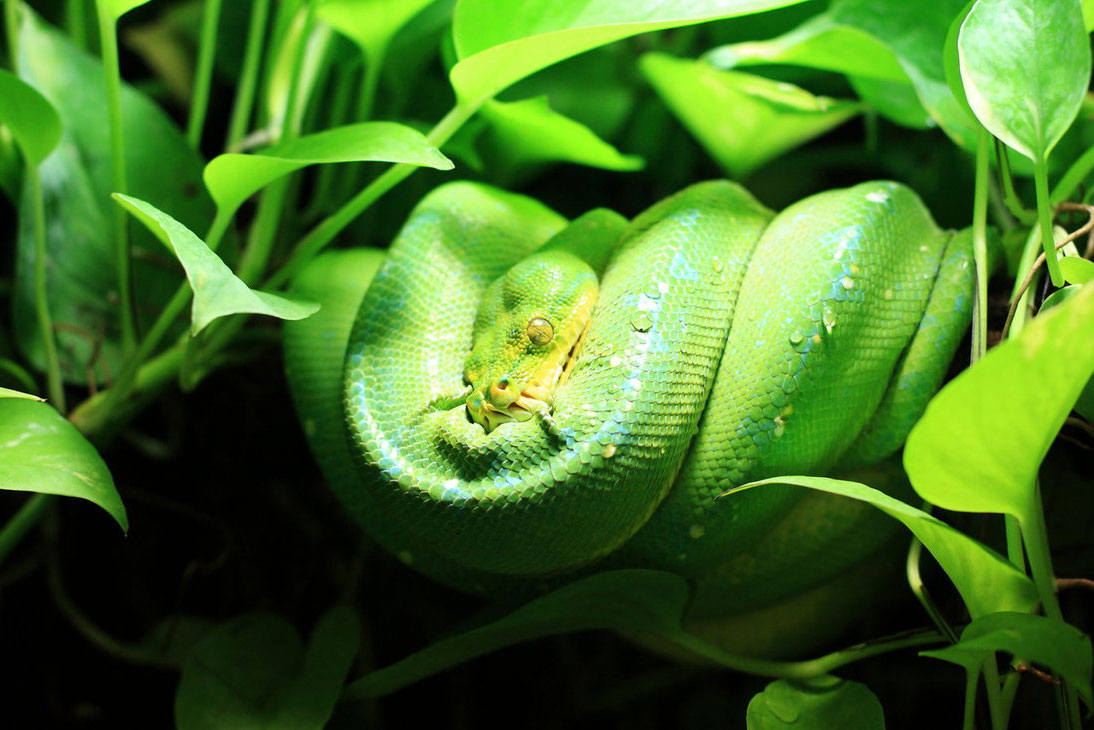 Green Tree Python Animals Wallpaper