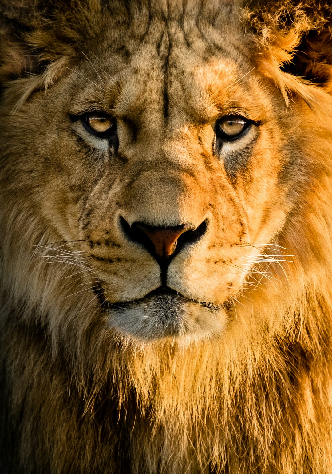 Lion Face Wallpaper