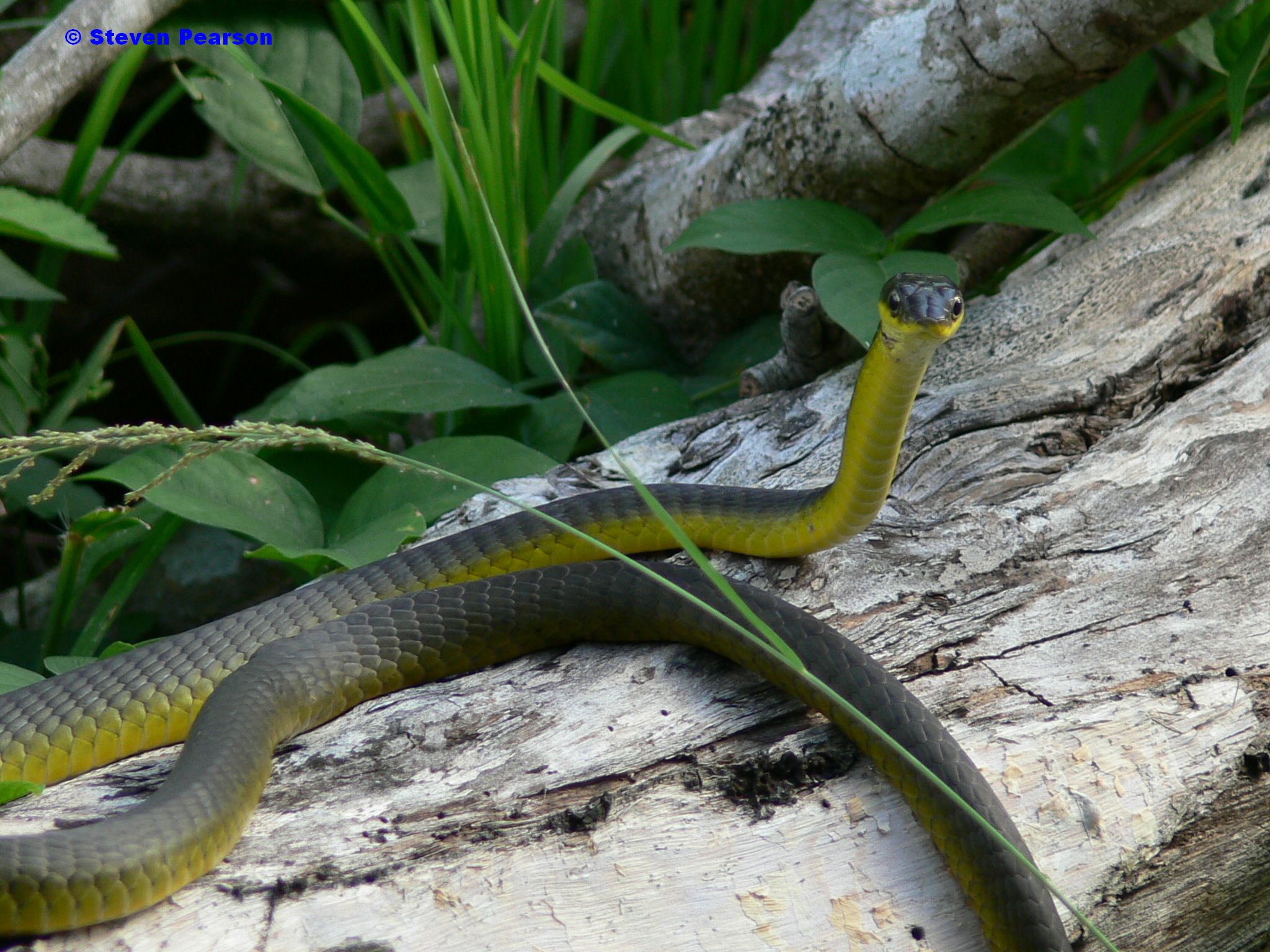 Wallpaper Green Tree Snake Pics Pictures Dowload