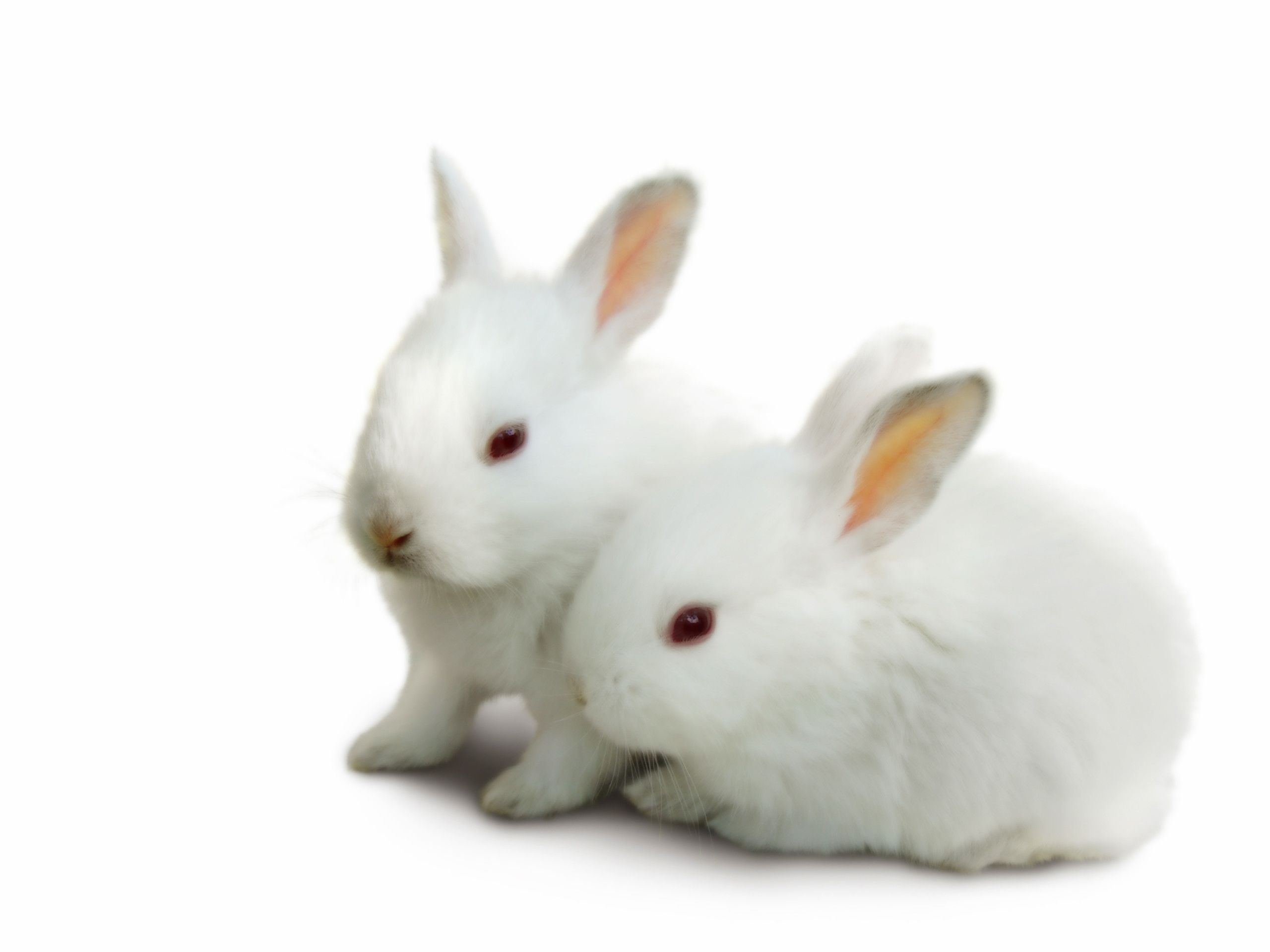 Image Baby Bunny Rabbit Wallpaper HD