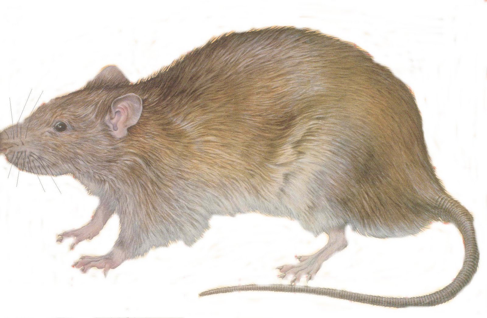 Rat Background