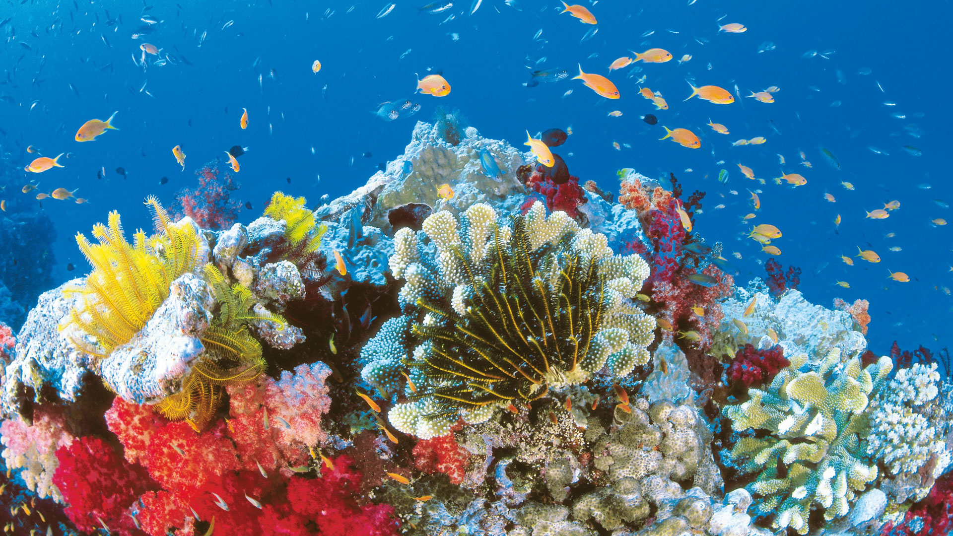 Great Barrier Reef HD Wallpaper Background