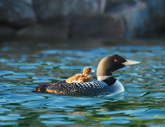 Loons With Babies Baby Are Being