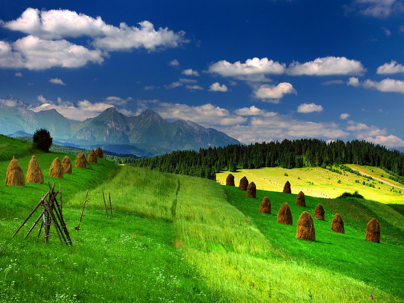 Green mountain meadow wallpaper