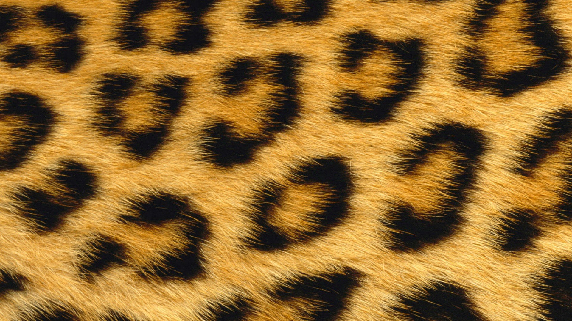 Leopard Print Wallpaper HD