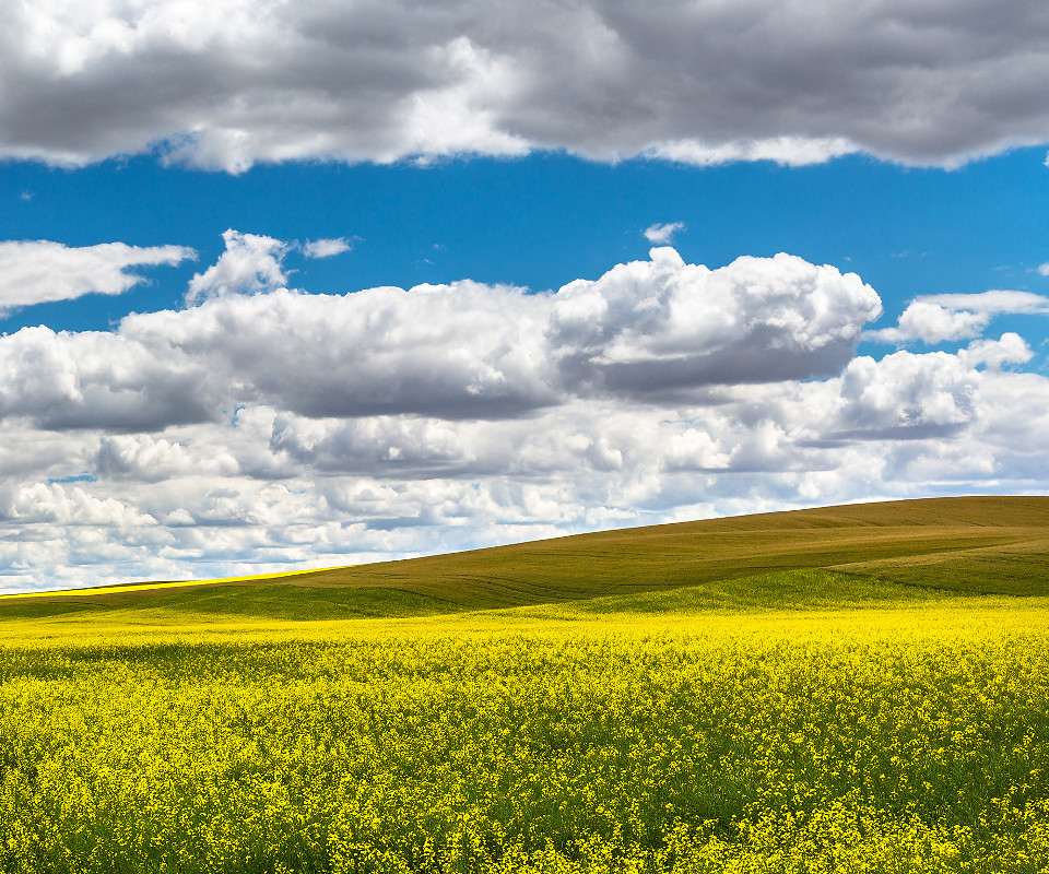 Summer Field