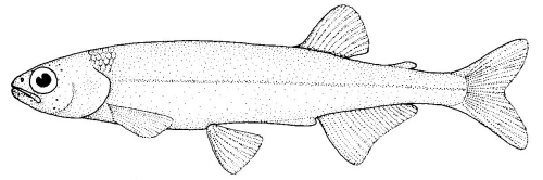New Zealand Smelt Photos And Wallpaper