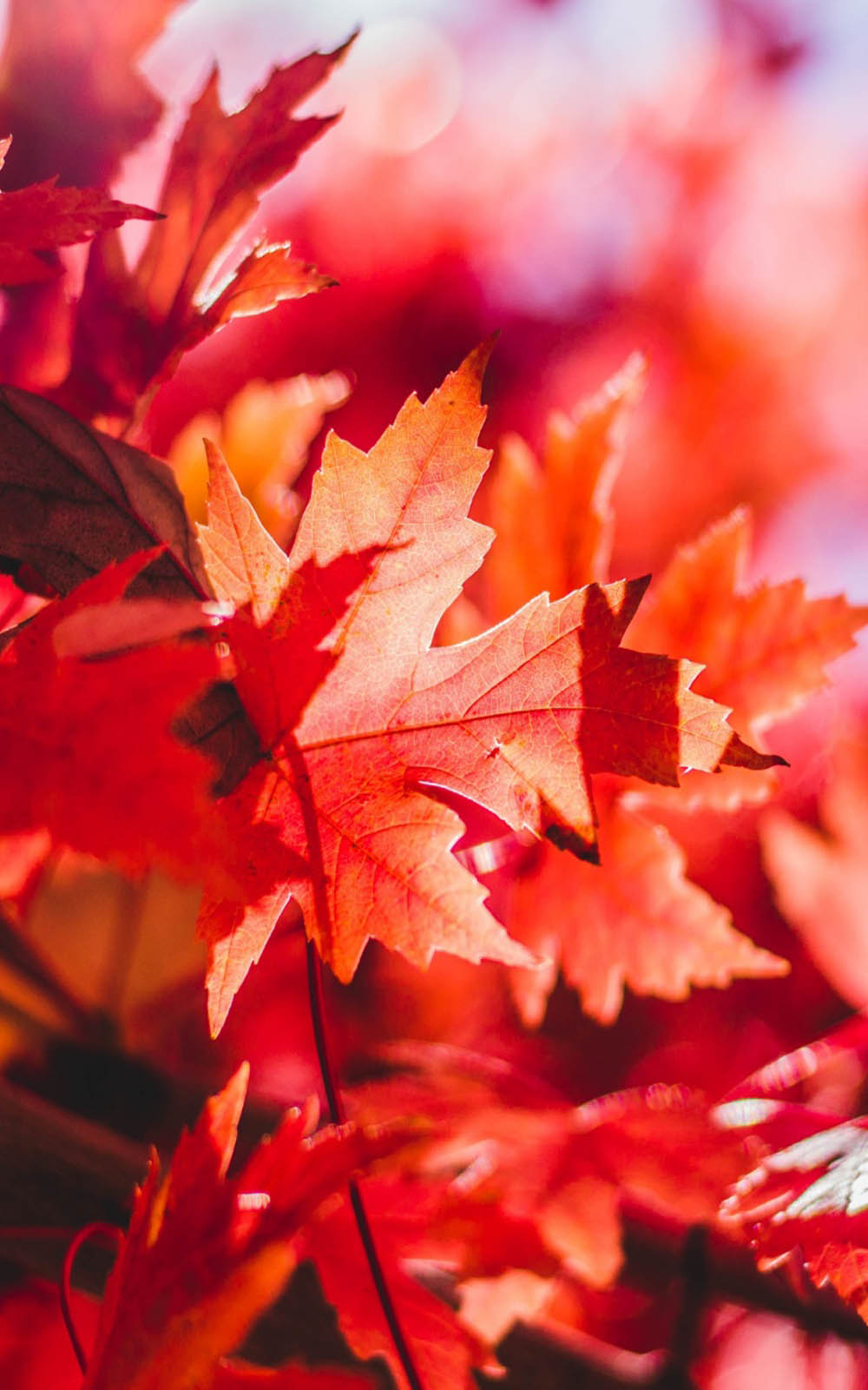 Red Foliage Leaves HD Mobile Wallpaper